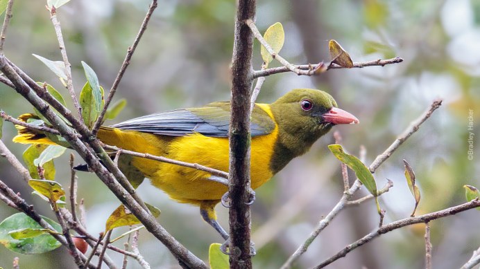 Обыкновенная Иволга