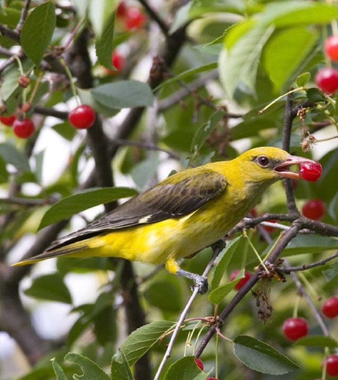 Африканская черноголовая Иволга