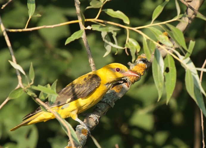 Oriolus Oriolus кладка