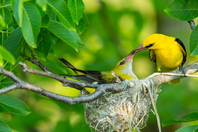 Африканская черноголовая Иволга