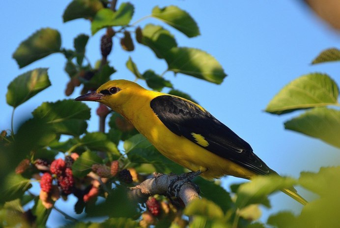 Гнездо Иволги