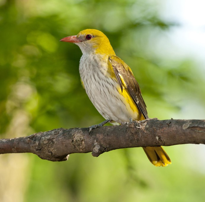 Обыкновенная Иволга