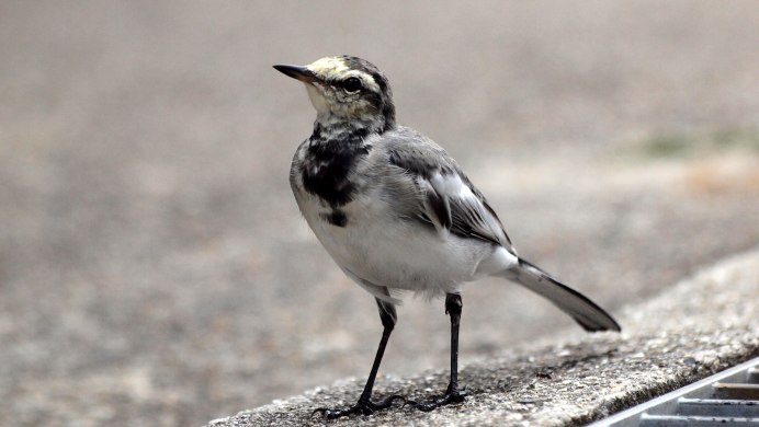 Жёлтая трясогузка (Motacilla Flava). Птицы Сибири