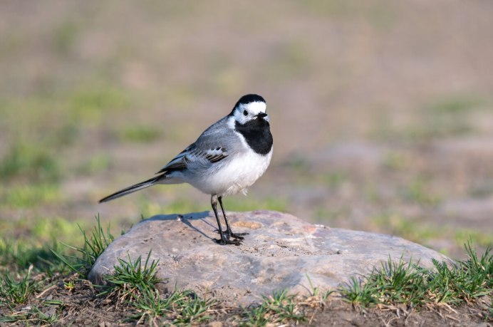 Белая трясогузка Motacilla Alba