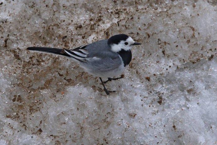 Motacilla personata