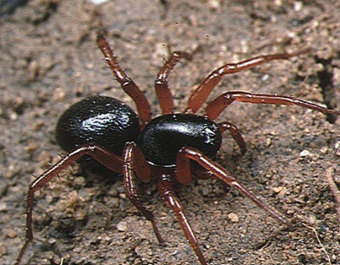 Cephalotes муравьи