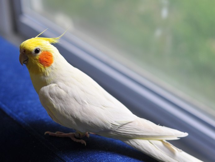 Попугай корелла