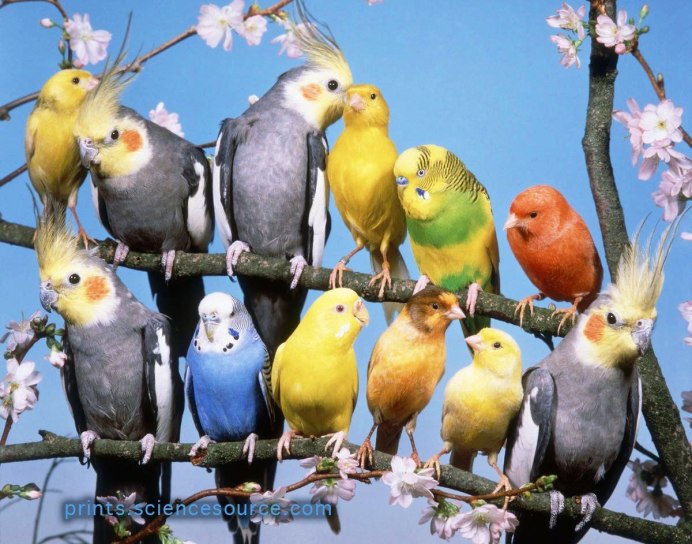 Корелла и канарейка