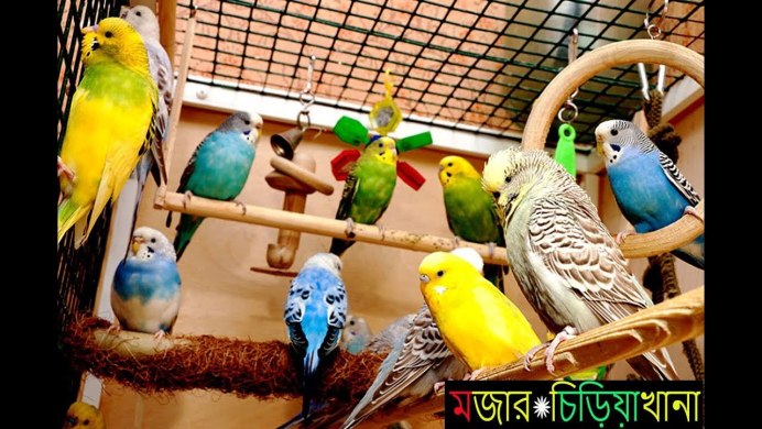 Лорикет попугай