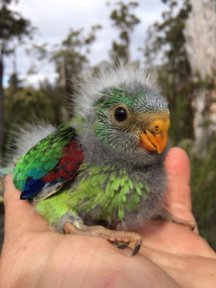 Карликовый попугай Эдвардса попугай