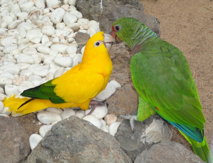 Попугаи Мадагаскара