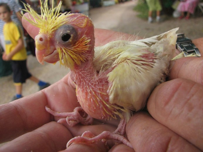 Лысый попугай корелла