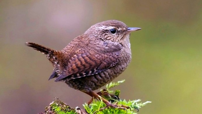 Обыкновенная горихвостка