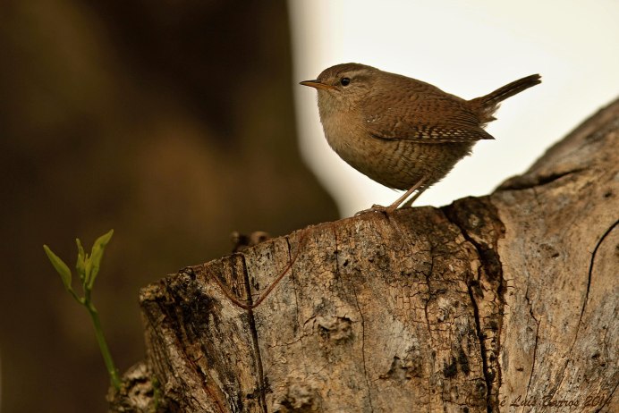 Стефенский кустарниковый крапивник