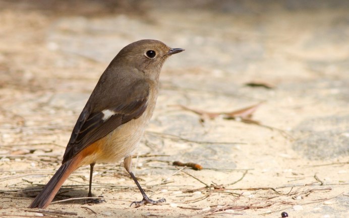 Крапивник Troglodytes Troglodytes