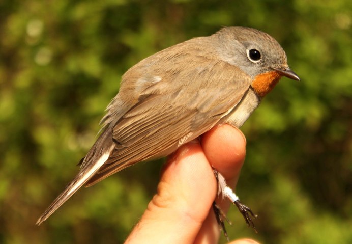 Маленькая коричневая птичка