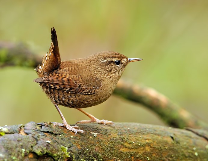 Рыжий печник птица