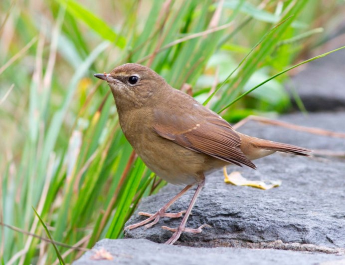 Бурый крапивник