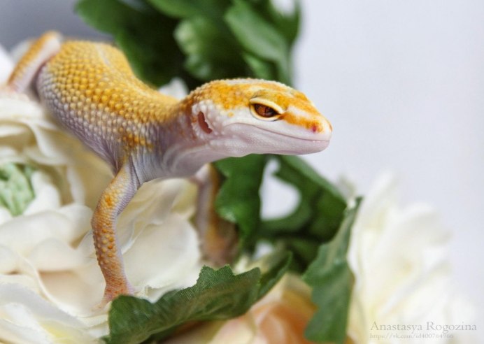 Leopard Gecko became Light without Skin change