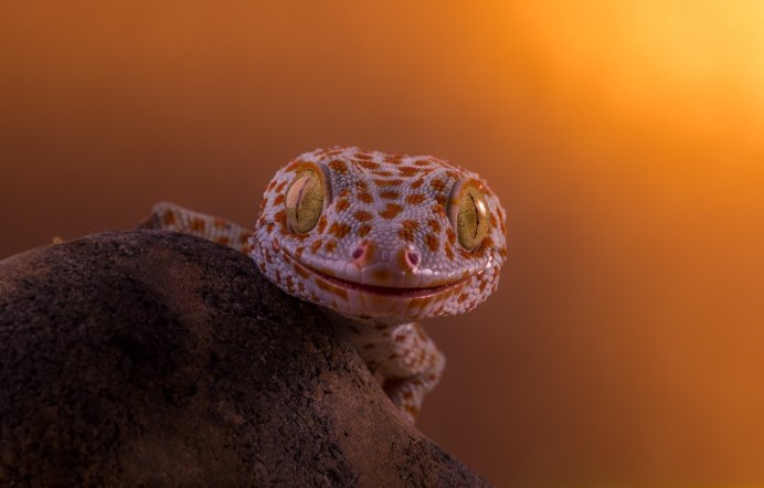 Эублефар super Hypo Tangerine