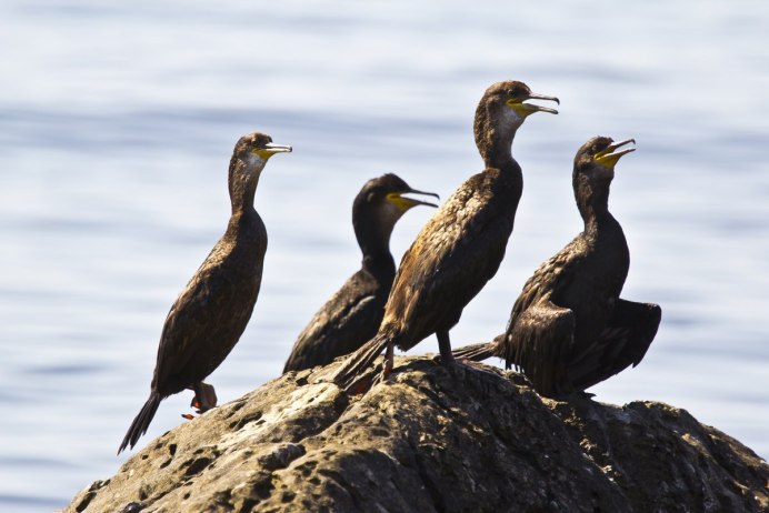 Хохлатый Баклан Phalacrocorax Aristotelis