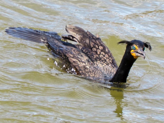 Microcarbo coronatus crowned Cormorant