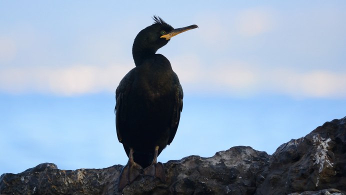 Хохлатый Баклан Phalacrocorax Aristotelis