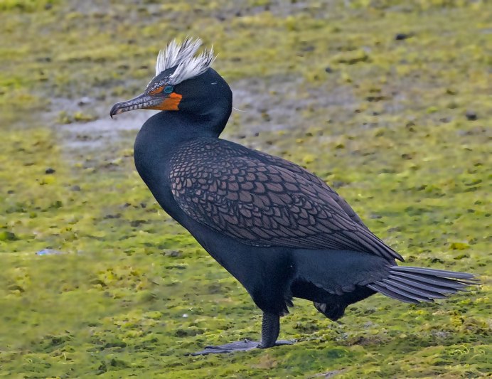 Хохлатый Баклан Phalacrocorax Aristotelis