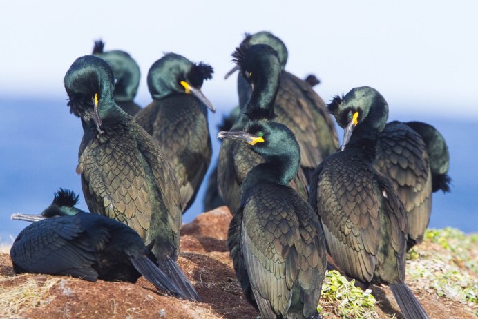 Phalacrocorax Aristotelis