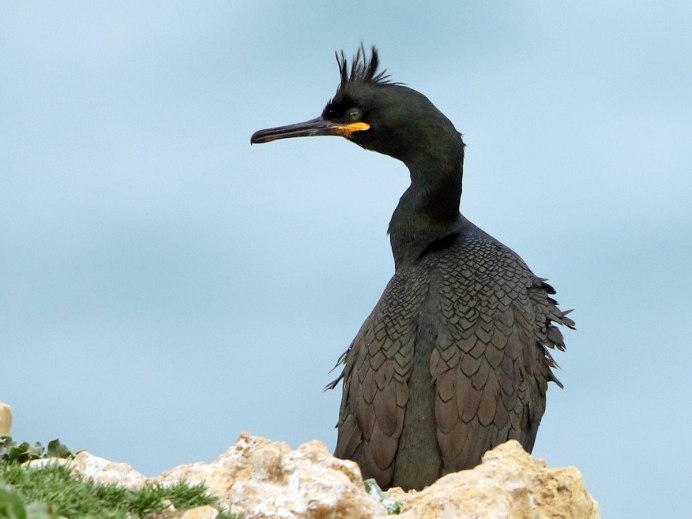Хохлатый Баклан Phalacrocorax Aristotelis