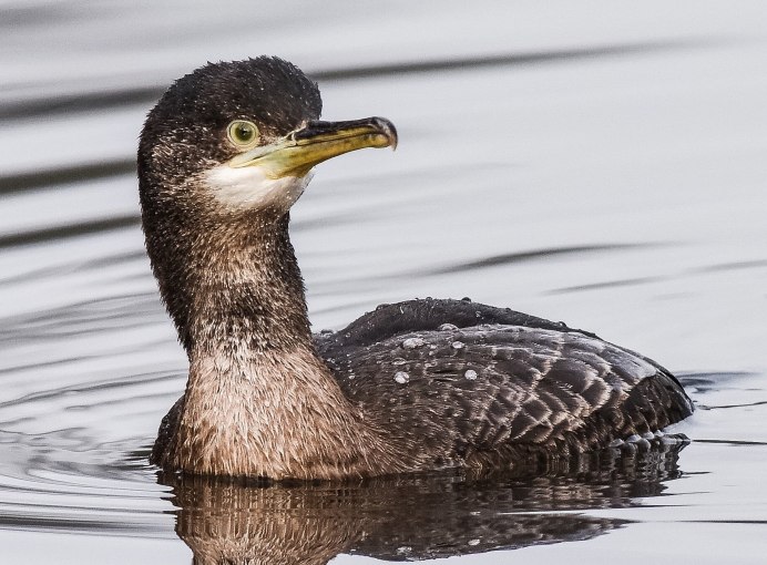 Хохлатый Баклан Phalacrocorax Aristotelis