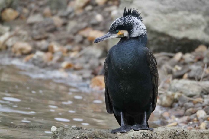 Хохлатый Баклан / Phalacrocorax Aristotelis / European Shag