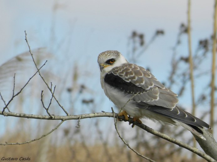 Elanus leucurus