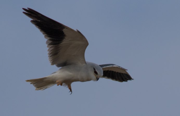 Black Winged Kite