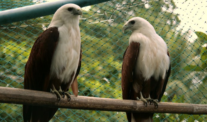 Красный Коршун Milvus Milvus