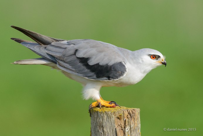 Black-shouldered Kite
