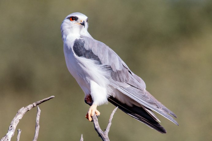 Elanus caeruleus