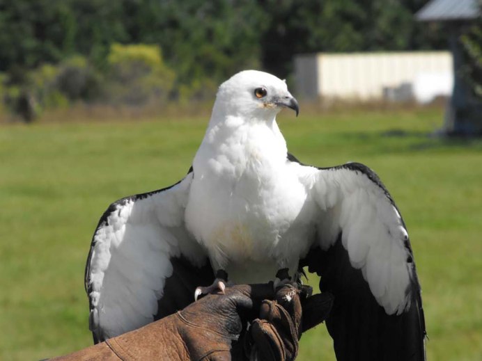 Elanus caeruleus
