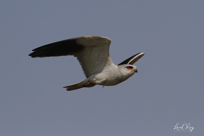 Elanus caeruleus