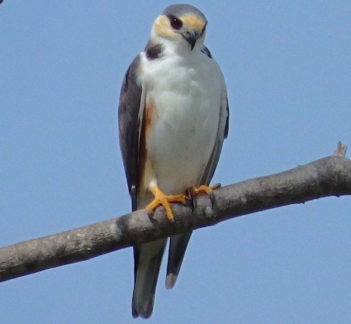 Black Shoulder Kite