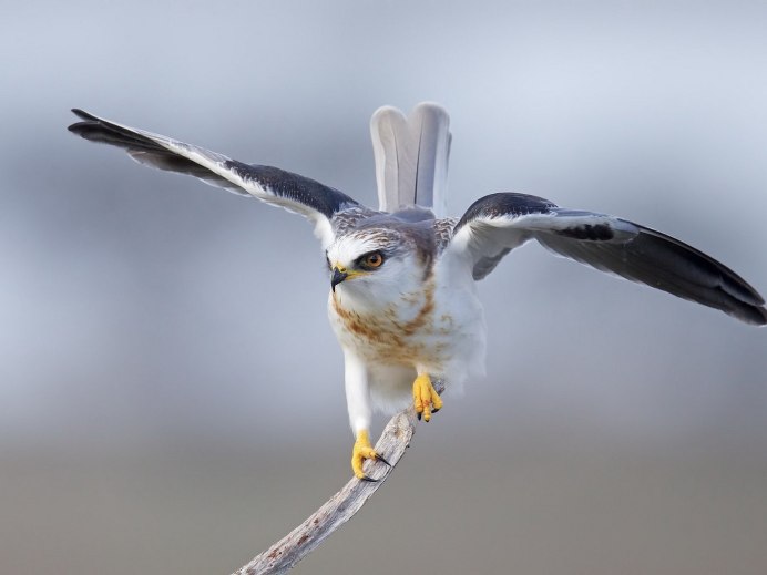 Elanus caeruleus