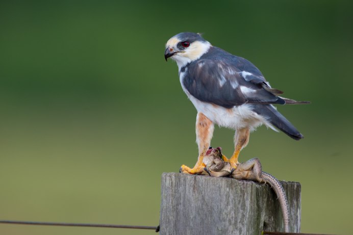 Elanus leucurus