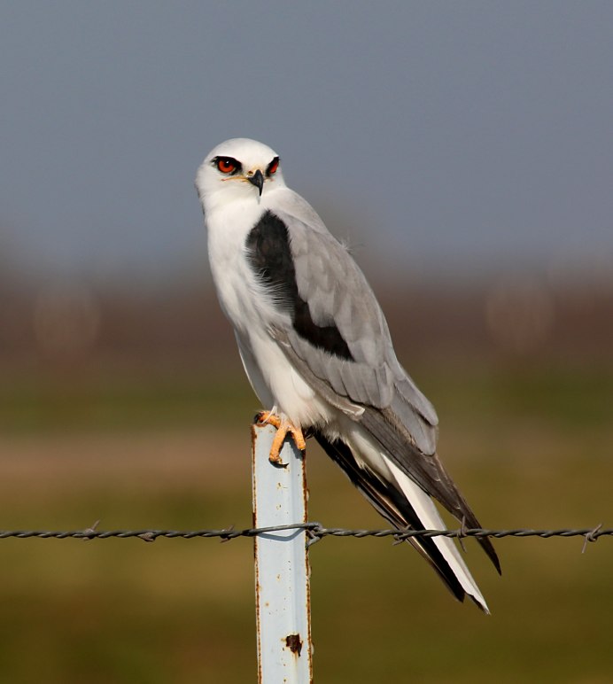 Elanus leucurus