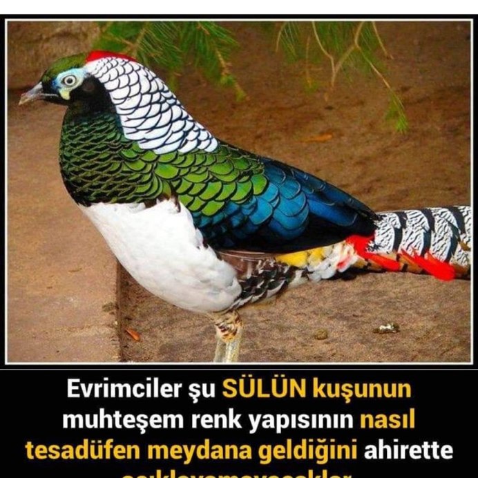 Фазан черный