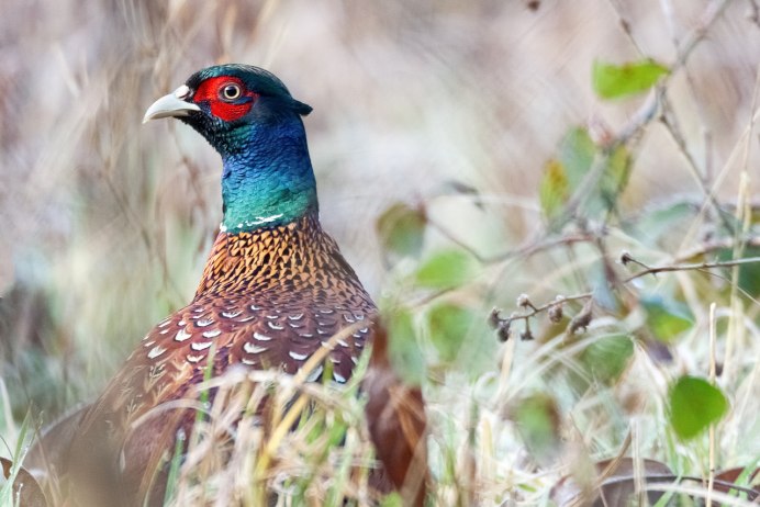 Зелёный фазан / Phasianus versicolor