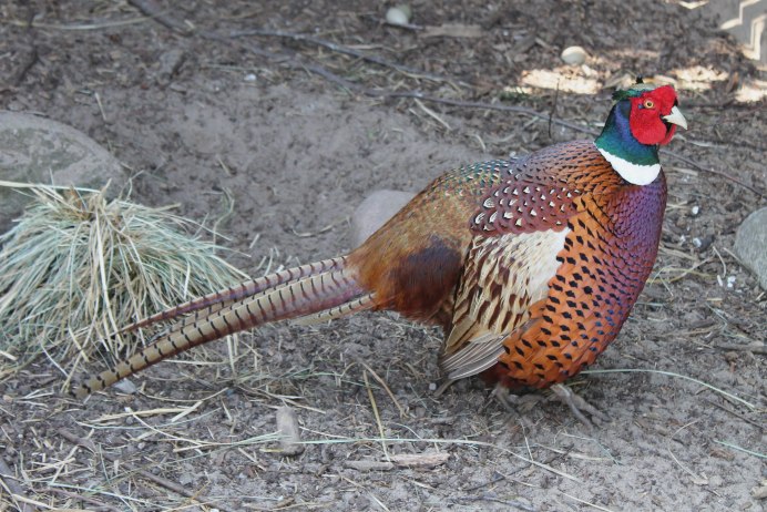 Chrysolophus amherstiae