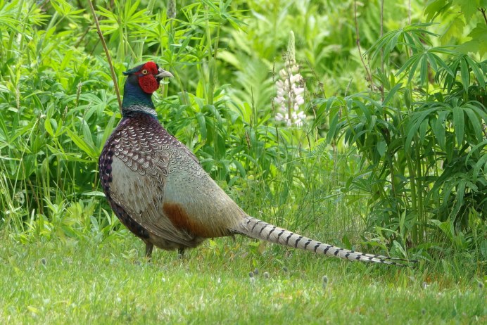 Фазаны (Pheasants)