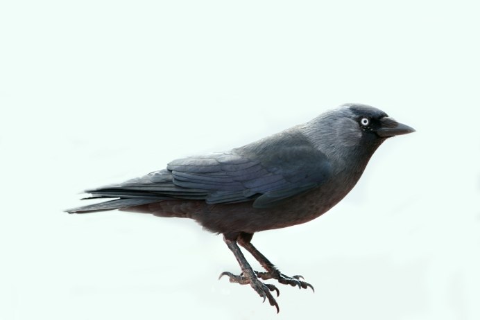 Coloeus monedula
