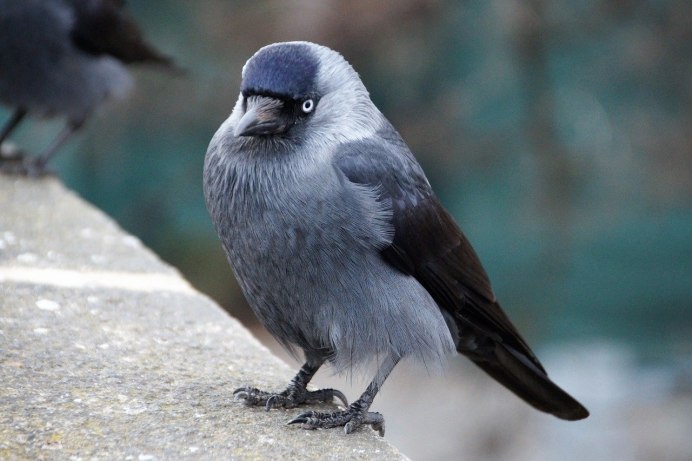 Западная Галка Corvus monedula
