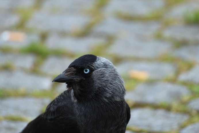 Галка (Corvus monedula)